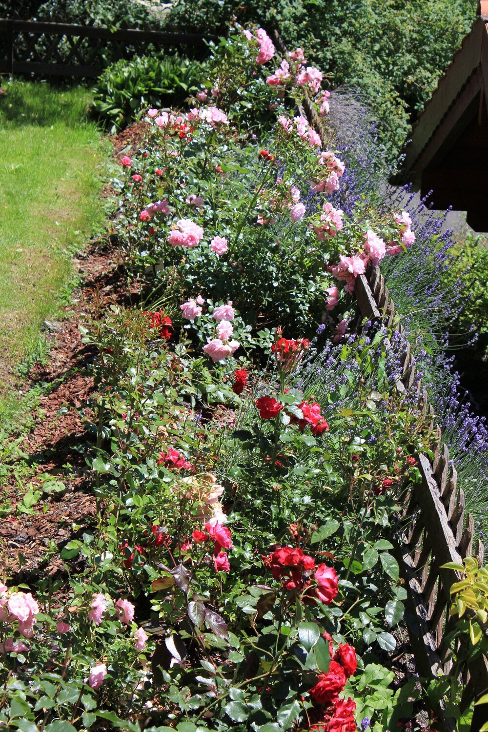 Jardín con una variedad de flores